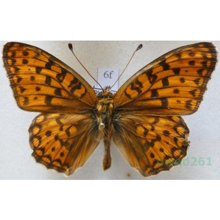 Argynnis niobe (Linnaeus, 1758) Dostojka niobe Slovakia6f